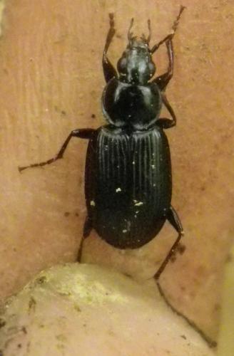 Réf. 217 575 : Agonum duftschmidi